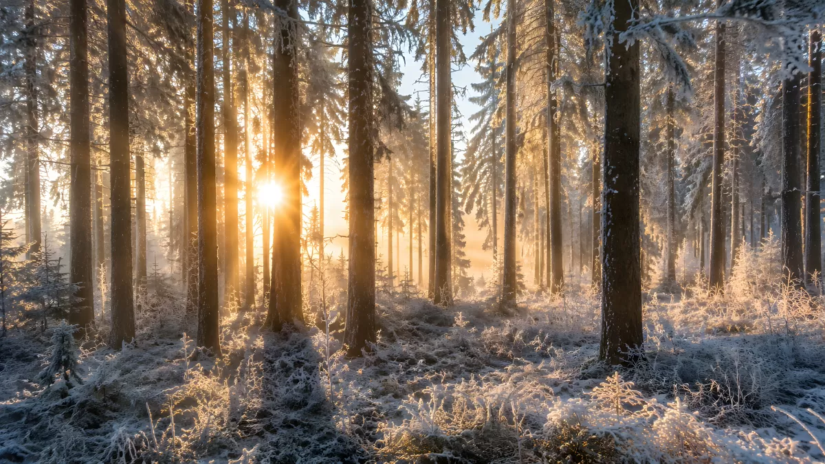Winterwald im Gegenlicht mit Frost und Sonnenstrahlen