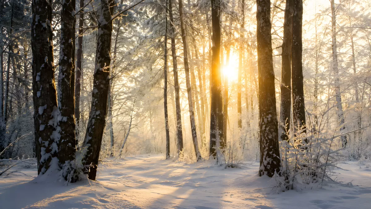 Winterwald im Gegenlicht mit Schnee und Sonnenstrahlen