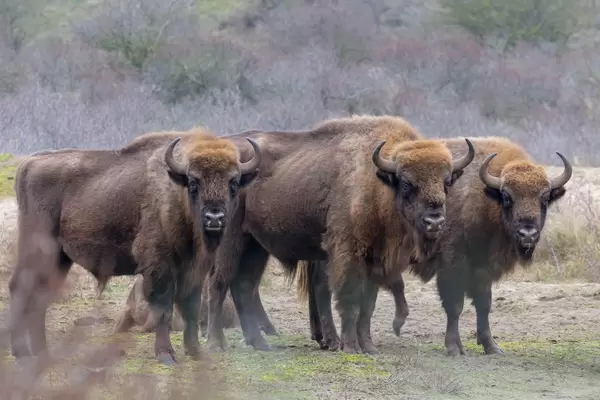 Wisente, eine Bisonart, in natürlicher Umgebung im Zuid Kennemerland National Park bei Zandvoort, Niederlande