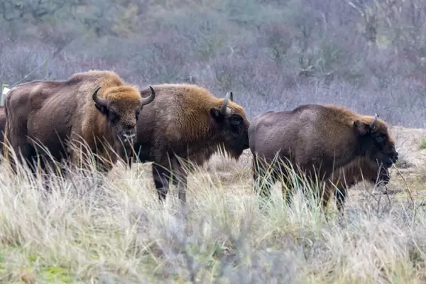 Wisente fotografiert auf dem Bison-Wanderweg im Zuid Kennemerland National Park, Niederlande