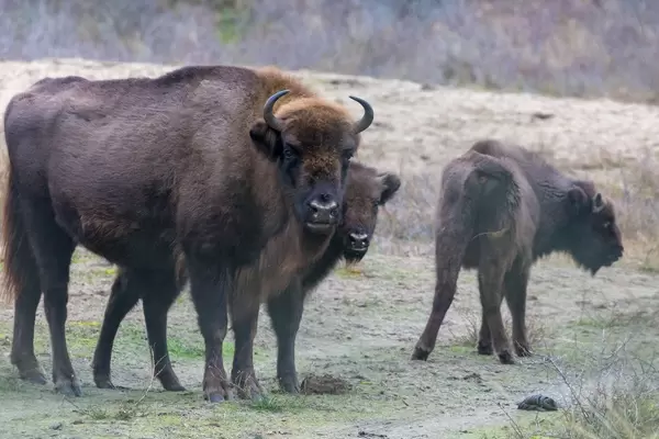 Wisente im Zuid Kennemerland National Park nahe Zandvoort in den Niederlanden