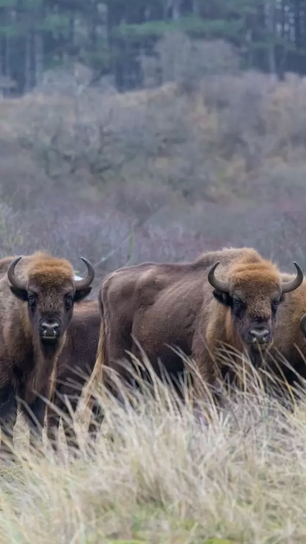 Wisente stehen auf Wiese und blicken in die Kamera auf Bison-Wanderweg in den Niederlanden