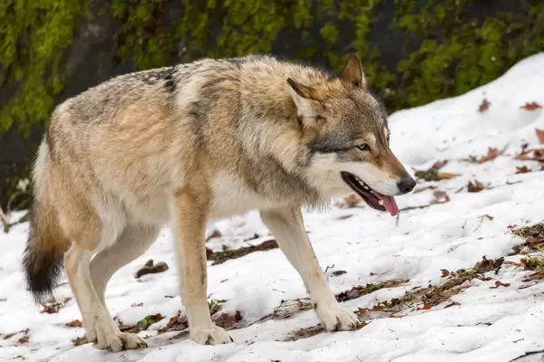 Wolf im Schnee