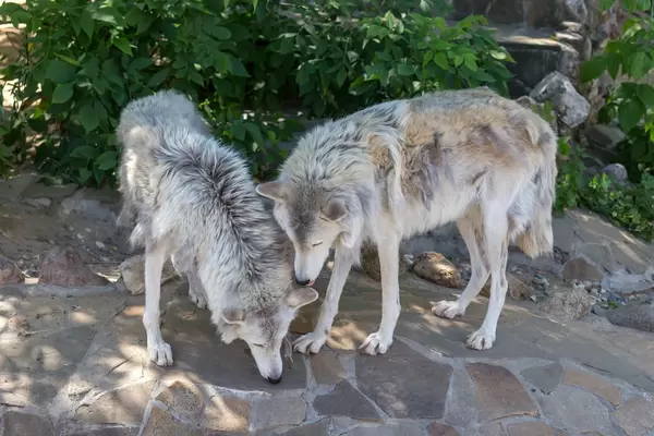 Wölfe im Moskauer Zoo