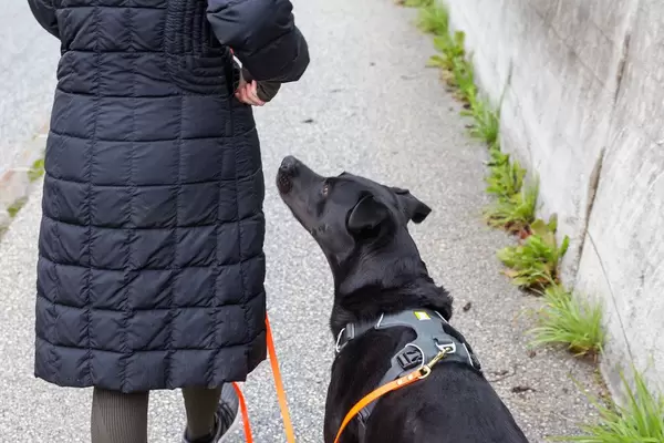 Woman in a black down coat takes her black dog for a walk by the side of the road