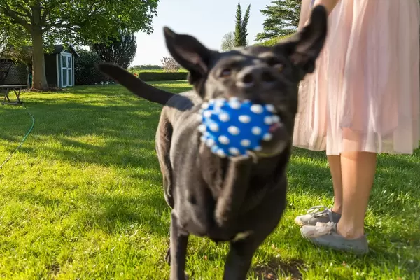 Woman in rosé tulle skirt plays with a black Labrador dog and a blue dog toy ball in a sunny green garden