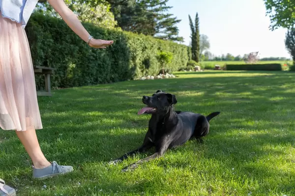 Woman in skirt teaches Labrador retriever with a hand movement how to obey her and stay on the ground