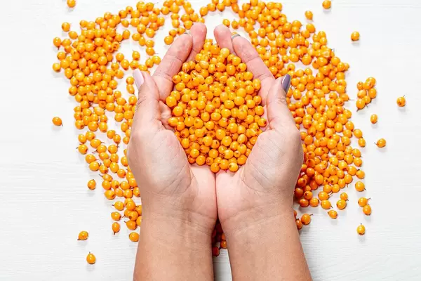 Women's hands with ripe fresh sea buckthorn berries (Flip 2019)