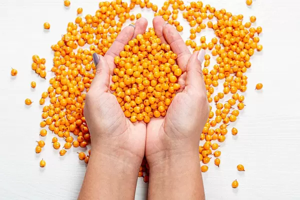 Women's hands with ripe fresh sea buckthorn berries