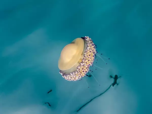 Wonders of nature: side view of a medusa off the coast of the almost desert island of Kyra Panagia