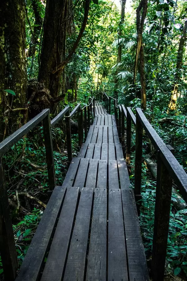 Wooden Trail Surrounded by Trees  Flip 2019