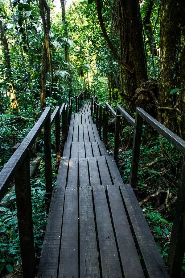 Wooden Trail Surrounded by Trees