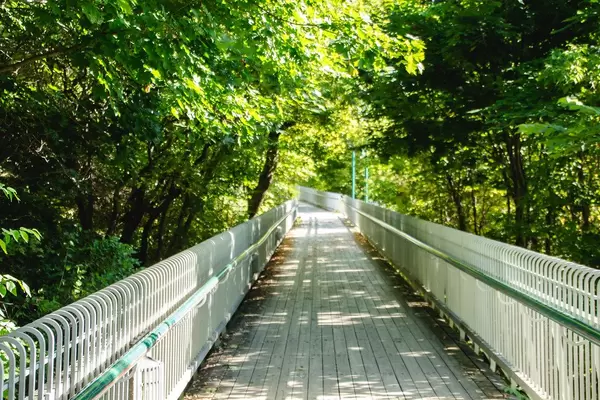 Wooden Walk Path in Nature