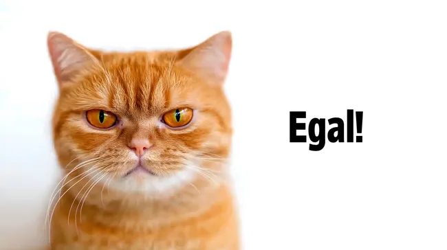 Wütende Katze mit Textaufdruck auf Weißfläche