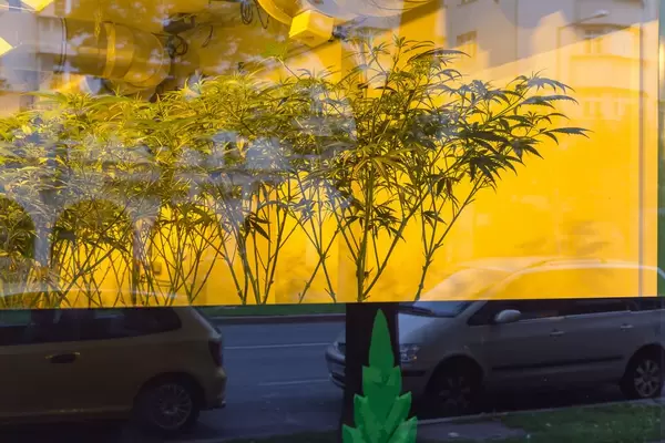 Wunderbaum Expert cannabis dispensary in Vienna