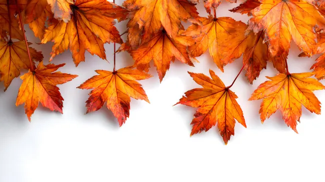 Wundervolle Herbstblätter vor weißem Hintergrund