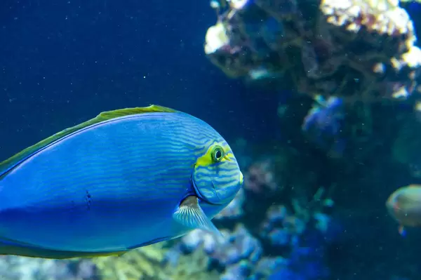 Yelllowfin surgeonfish (Flip 2019)