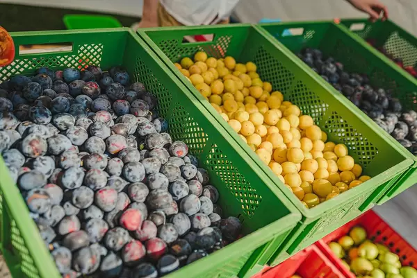 Yellow And Purple Ripe Plums Ia A Boxes (Flip 2019)