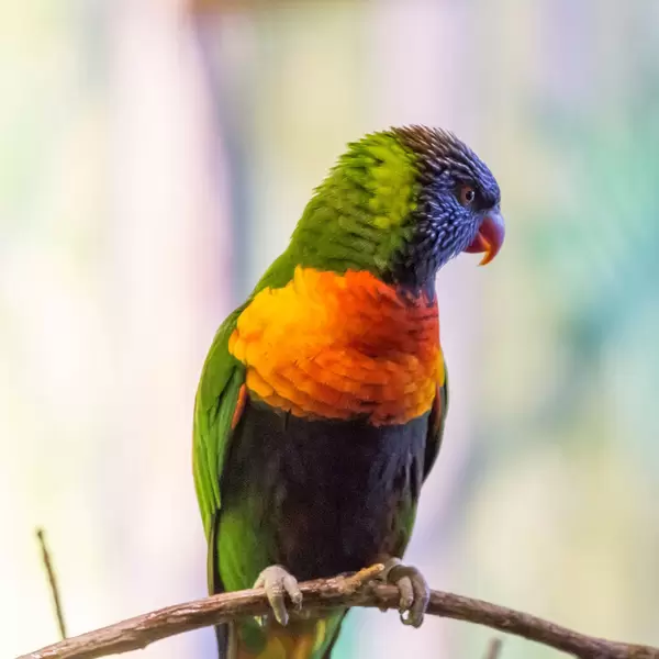 yellow-billed lorikeet