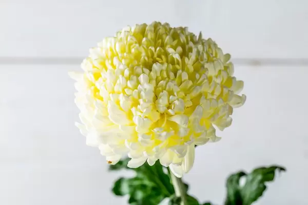 Yellow chrysanthemum on white background.