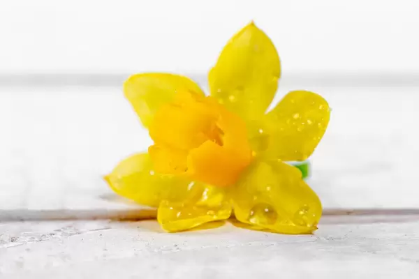 Yellow daffodil on white wooden background