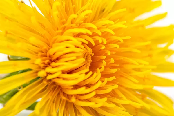Yellow dandelion flowers, close up