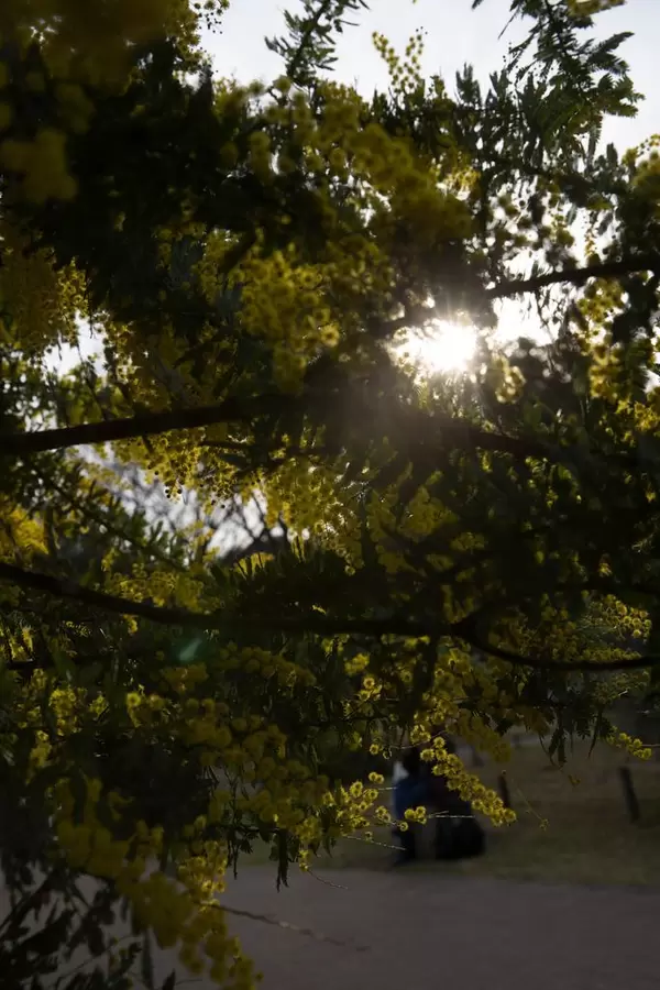 Yellow dogwood, Tokyo