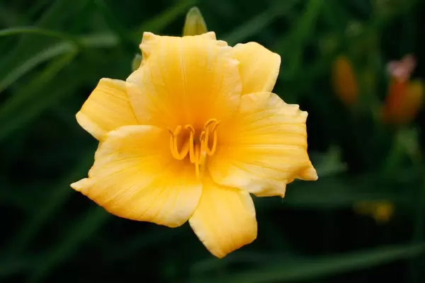 Yellow Flower Close-Up