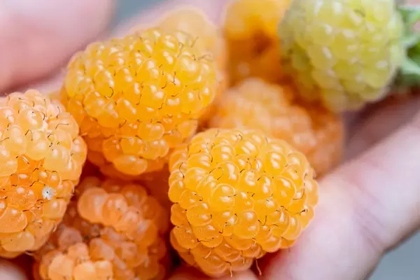 Yellow fresh raspberries in the hand of the woman