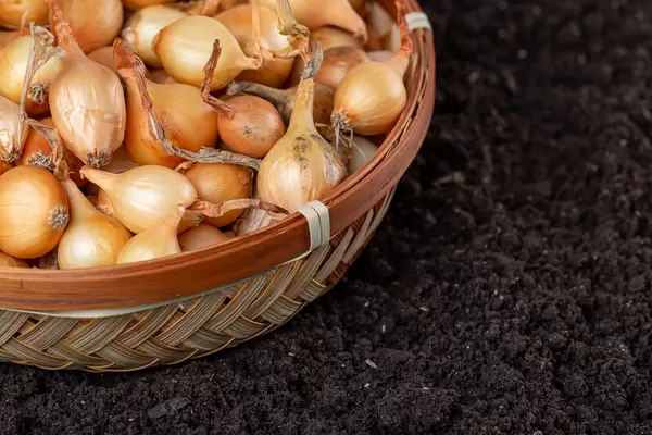 Yellow landing onions and soil, preparation for planting