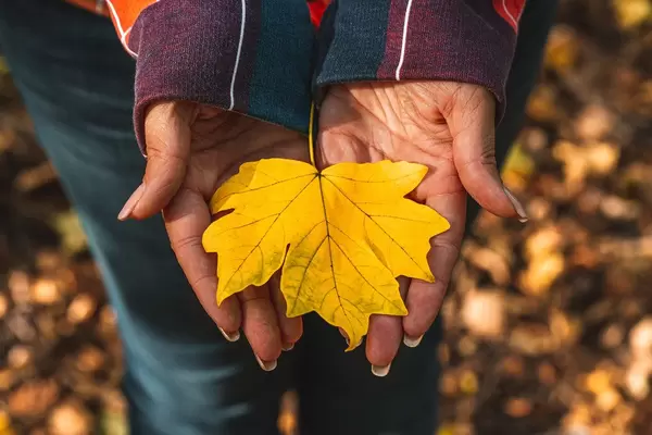 Yellow maple leaf in the hands of a girl in the autumn forest