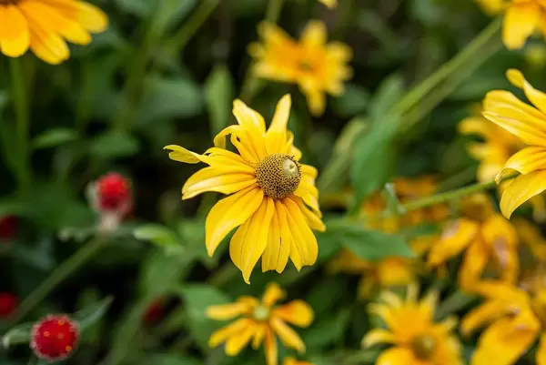 Yellow Marguerite Daisy Growing (Flip 2019)