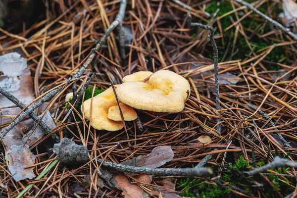 Yellow mushrooms in a coniferous forest
