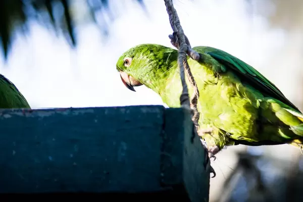 Yellow naped amazon parrot