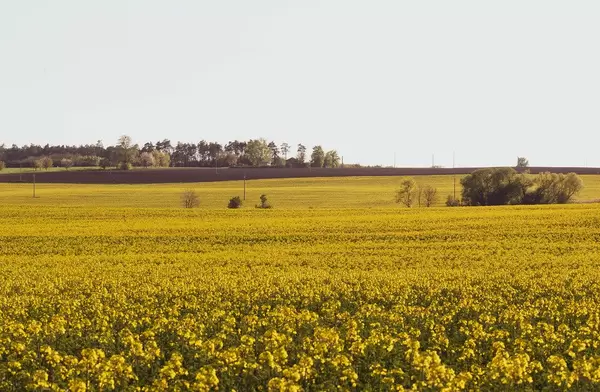 Yellow rapeseed field