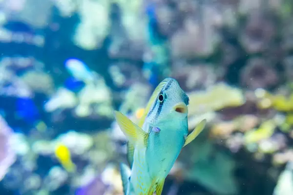 Yellow spot rabbitfish swimming up