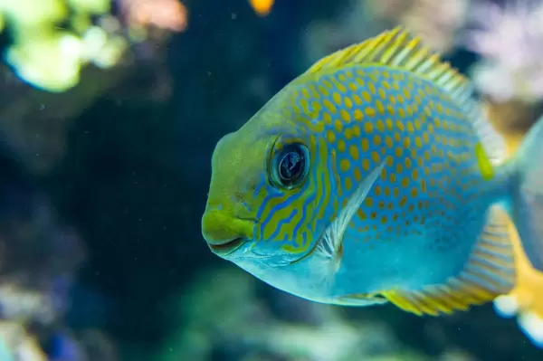 Yellow spot rabbitfish