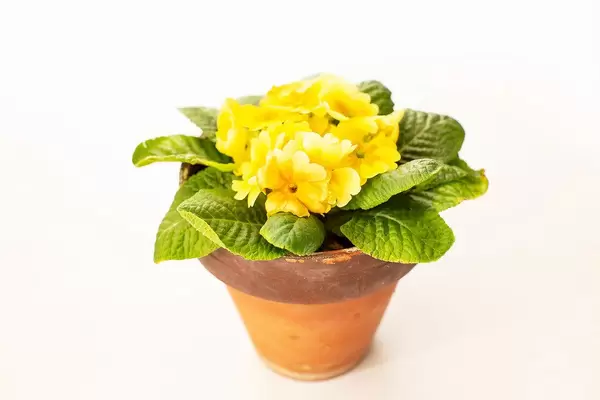 Yellow spring pansies flowers in ceramic pot isolated (Flip 2019)