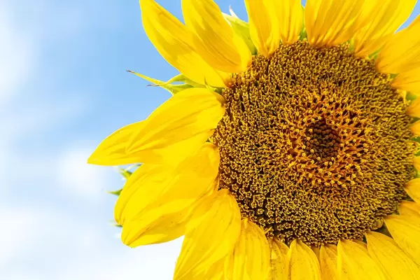Yellow sunflower against blue sky