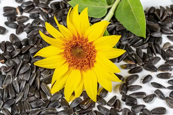 Yellow sunflower and sunflower seeds