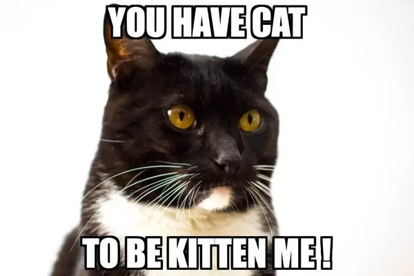 You have cat to be kitten me!