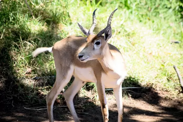 Young antelope looking back