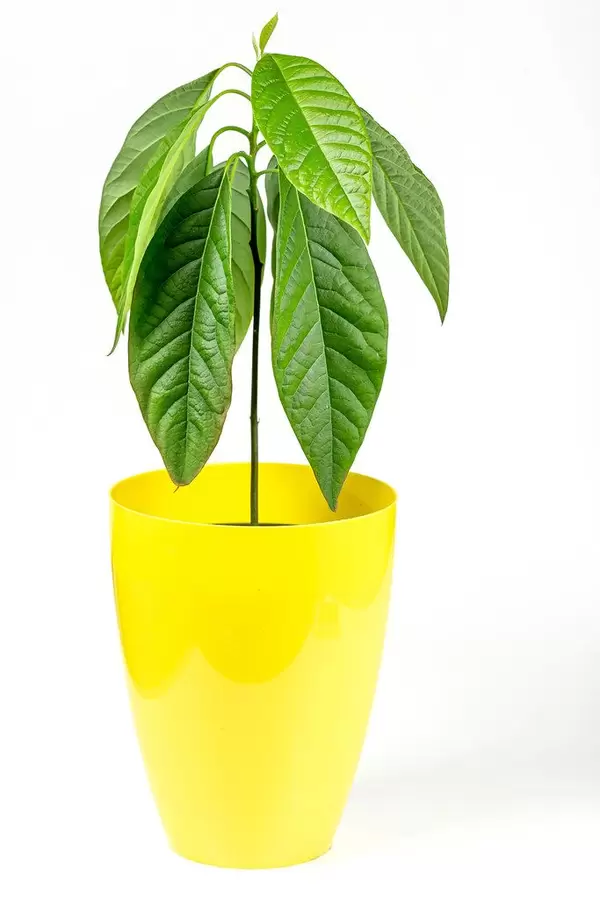 Young avocado tree in yellow flowerpot
