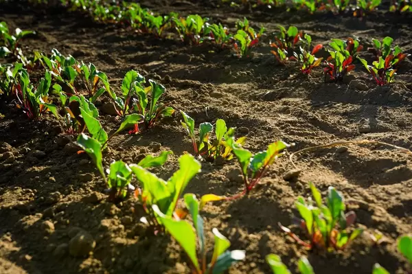 Young beet plants  Flip 2019