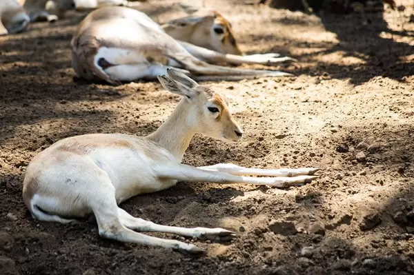 Young blackbuck antilope cervicapra lying on fresh ground (Flip 2019)