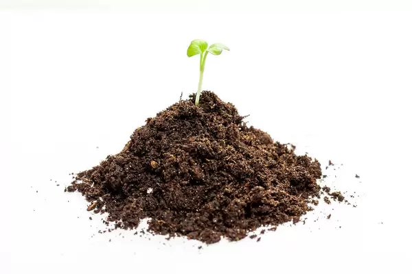 Young green seedling growing in a soil