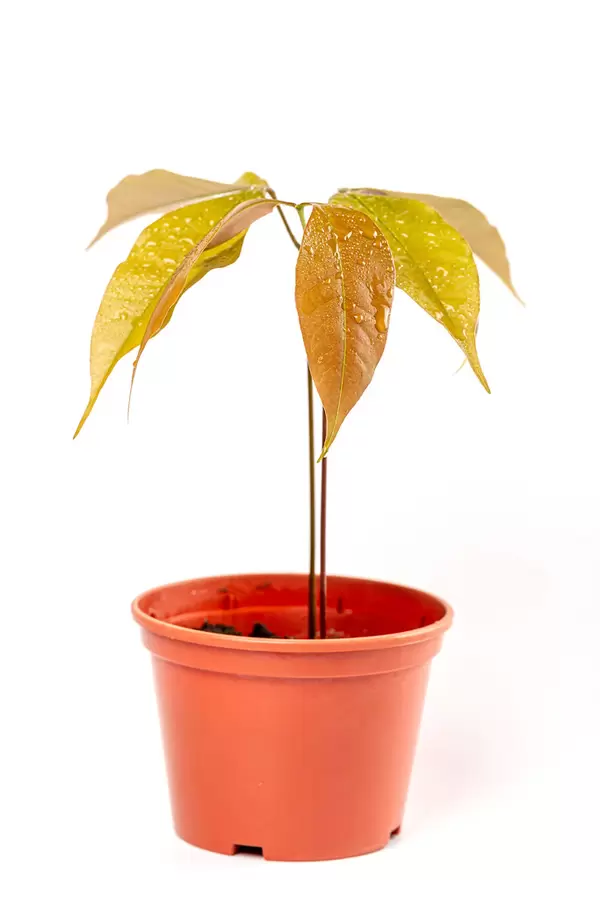 Young lychee sprout in pot, white background
