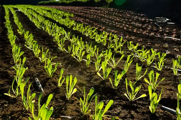 Young roman lettuce plants  Flip 2019