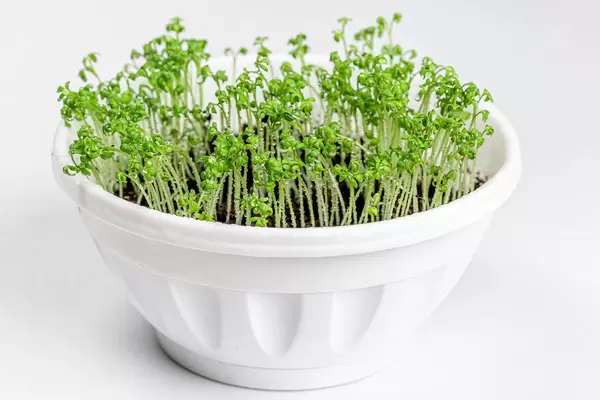 Young sprouts of watercress in a white flower pot