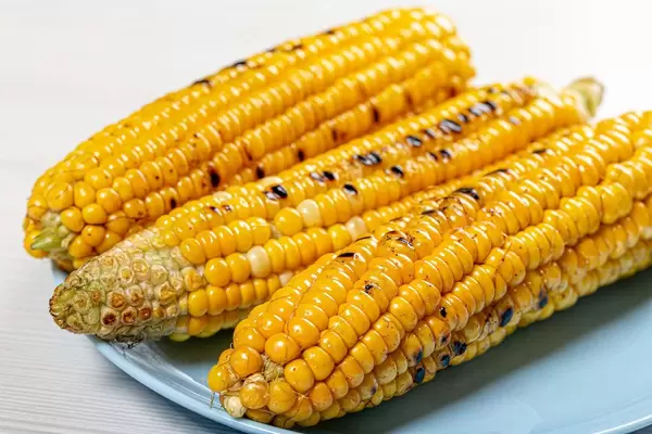 Young yellow corn grill closeup (Flip 2019)